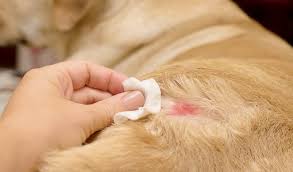 dog ringworm treatment and home remes