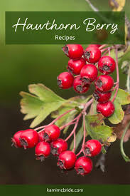 3 heart healthy hawthorn berry recipes