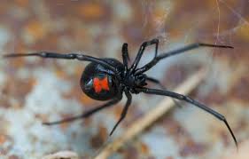 Black widow spiders are one of roughly 3,000 species of spiders found in the united states. Pin On The Black Widow