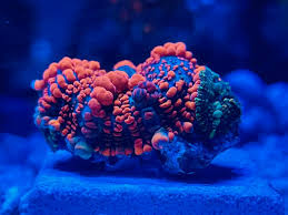 I am accepting reasonable offers. California Wtb Wtb Powerball Bounce Mushroom And Uc Amazeball Goniopora Reef2reef Saltwater And Reef Aquarium Forum