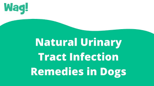 natural urinary tract infection