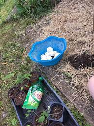 planting eggs in the garden steemit