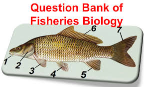 It was a fun fall for fishing. Multiple Choice Questions Of Fisheries Science Fisheriesindia Com