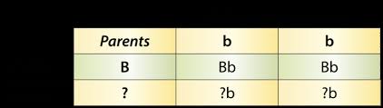 A punnett square is a graphical representation of the possible genotypes of an offspring arising from a some terms are often used in the study of genetics and these are particularly useful in understanding the. 3 6 Punnett Squares Biology Libretexts
