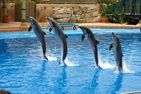 dolphin show at the dubai creek park 2024