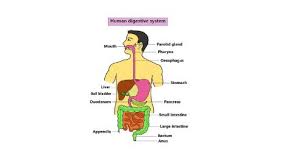 human digestive system science query