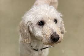 The poodle, called the pudel in german and the caniche in french, is a breed of water dog. Fundraiser For Lindsay Speer By Lindsay Speer Diabetic Rescue Golden Doodle Cataract Surgery
