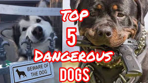 Since the beginning of domestication of dogs, they have been an important part of human life because of their instinctive guarding ability. Dangerous Dogs Top 5 Most Dangerous Dogs In The World Https Youtu Be 8dfu8f Se1a Most Dangerous Dogs Dangerous Dogs Dog Top