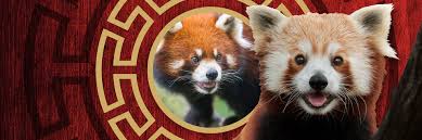 red pandas red panda facts