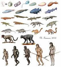 Animal Evolution Timeline Chart The Evolutionary History Of