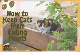 how to keep cats from eating plants