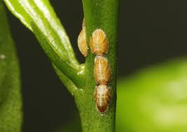Guide To Common Garden Pests