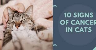 One or more palpable masses underneath the skin in the stomach area affected area will feel warm to the touch or could be painful in some cases How To Know If Your Cat Has Cancer Quora