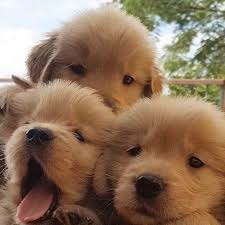 A purebred golden retriever puppy from a reputable breeder in the usa may cost you between $1,500 and $2,500. Golden Retriever Puppies Colorado Usa Cute Doggies And Puppies Free Images