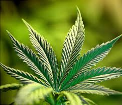 Image result for marijuana