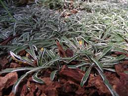 learn about dymondia silver carpet plants