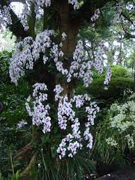 Орхидеи в природе, фото орхидей на деревьях и в лесу.
