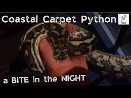 coastal carpet python