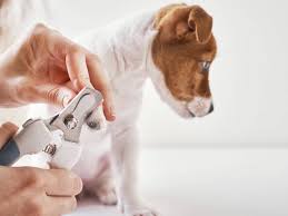 how to trim dog nails tractive