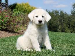 Great pyrenees female puppy nine weeks old ready to go to her new home. Great Pyrenees