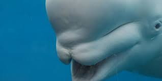 What is the IQ of a beluga whale?