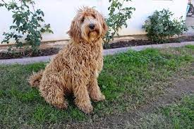 how big are full grown labradoodles