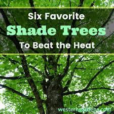 Favorite Shade Trees To Beat The Heat