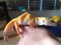 leopard gecko gecko yellow hump reptile