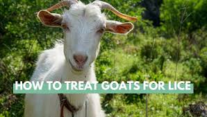 how to treat goats for lice eco peanut