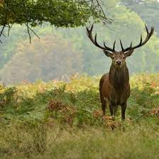 Symbolism of the Stag in Modern Paganism