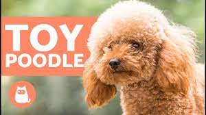 toy poodle characteristics character