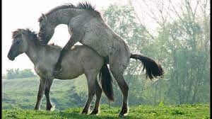 Horses mating - ZAPPING SAUVAGE - YouTube