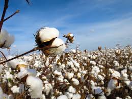 Image result for cotton images