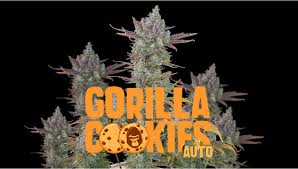 gorilla cookies auto cans strain