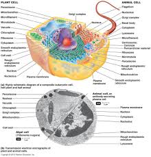 Eukaryotic Cell Structure And Function Chart Animal Cell