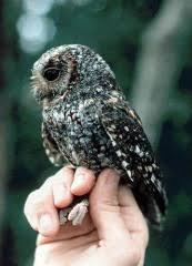 Your pet may require treatment before it can stay in canada. Owls Of Canada List