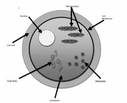 structure and function of cell membrane