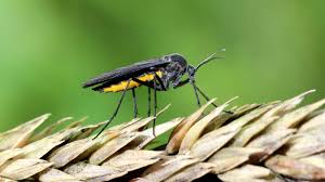 how to get rid of fungus gnats for