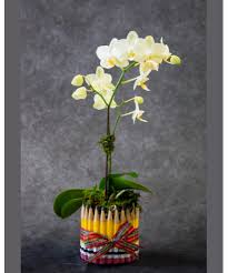 pencil orchid sarasota brandon fl