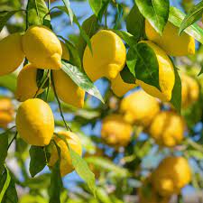 Lemon Tree Van Zyverden