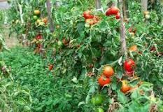 What helps tomato plants grow faster?
