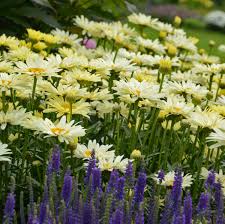 Yellow perennials can be some of the most beautiful plants in your garden, and best of all they don't require yearly planting. 16 Yellow Perennials Walters Gardens Inc