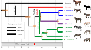 Radiocarbon and genomic evidence for the survival of Equus Sussemionus  until the late Holocene | eLife