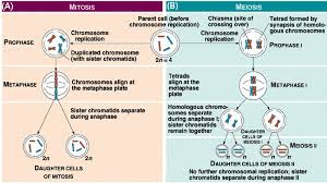 diagram of mitosieiosis