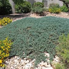 juniper blue rug 1 gallon plants
