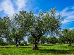 Stunning image of olive tree in a field of flowers takes first place in nature photography. Fruitless Olive Tree Plant Care Growing Guide