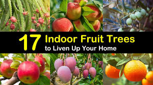 17 indoor fruit trees to liven up your home