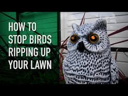 Birds Ripping Up Your Lawn Why Do