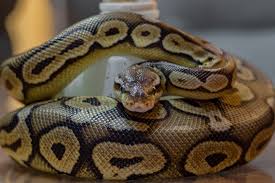 pewter ball python morph facts
