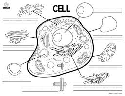 The animal cell coloring worksheet has been used with freshman biology for years as a supplemental way to learn the parts of the cell. Free Animal Cell Coloring Worksheet Coloring Pages And Worksheet
